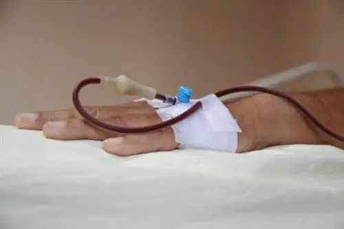 Переливание крови: как переливают кровь?