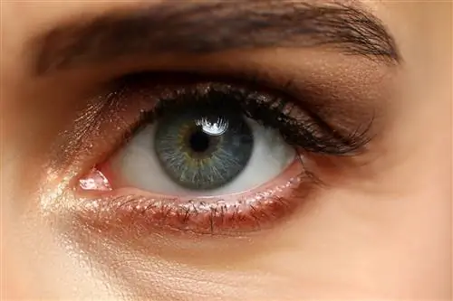 В глазах написано смерть? Новое исследование сетчатки