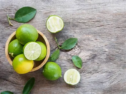 Лайм - свойства и пищевая ценность. Какие витамины содержит лайм?