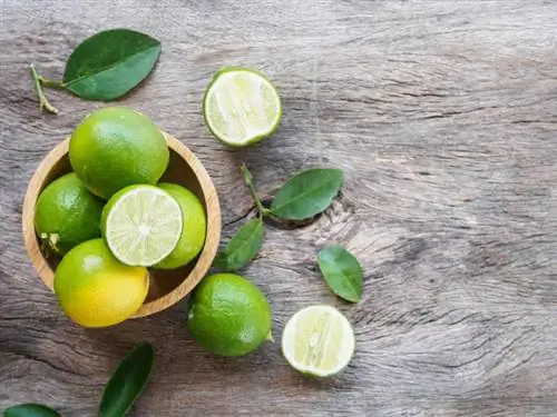 Лайм - свойства и пищевая ценность. Какие витамины содержит лайм?