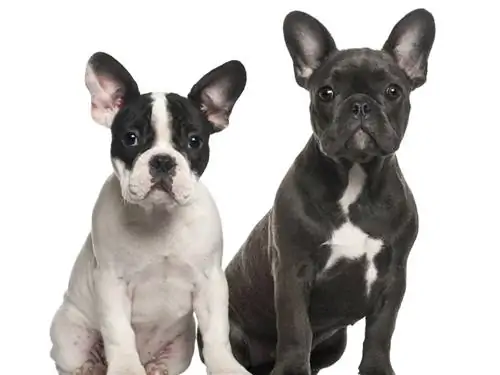 Французский бульдог: характер, рацион, болезни