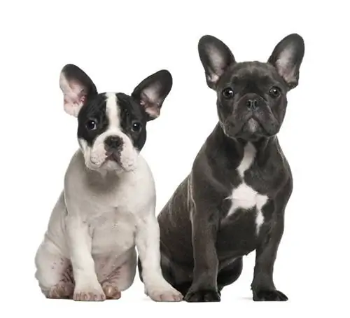 Французский бульдог