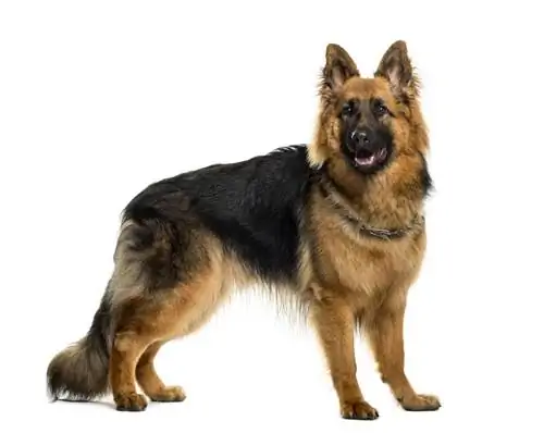 Немецкая овчарка: характер, питание, болезни