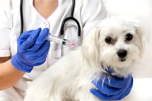График вакцинации собак: обязательные и рекомендуемые прививки