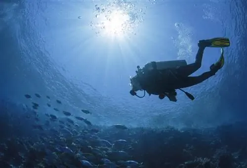 Декомпрессионная болезнь (кессон): причины, симптомы, лечение