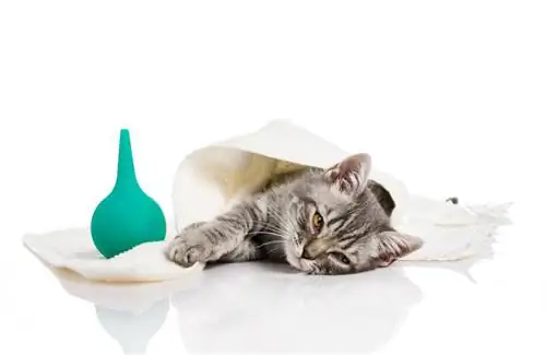 ВИК (кошачий СПИД) - приобретенный иммунодефицит у кошки