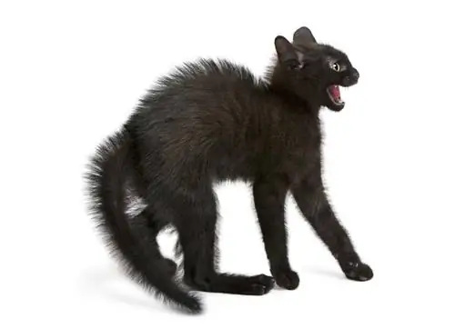 Панлейкопения - кошачий сыпной тиф: причины, симптомы, лечение