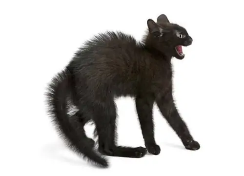 Панлейкопения - кошачий сыпной тиф: причины, симптомы, лечение