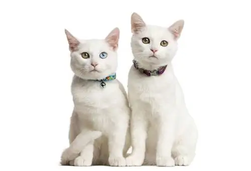 Почему кот чихает? Вот самые распространенные причины