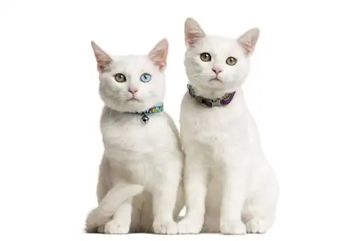 Почему кошка чихает? Вот самые распространенные причины