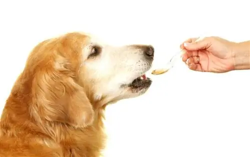 Дегельминтизация собак: опасны ли собачьи глисты для человека?