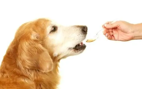 Дегельминтизация собак: опасны ли собачьи черви для человека?