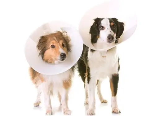 Кастрация кобеля или суки: влияние на здоровье и поведение