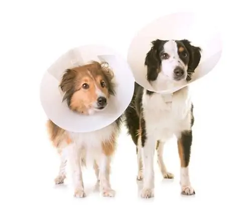 Кастрация собак и ее влияние на здоровье