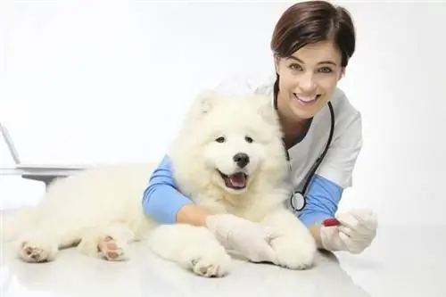 Пиометра у сук: симптомы, лечение, последствия для здоровья