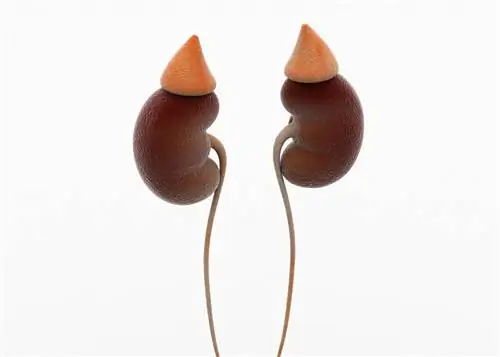 Врожденная гиперплазия надпочечников: причины, симптомы, лечение