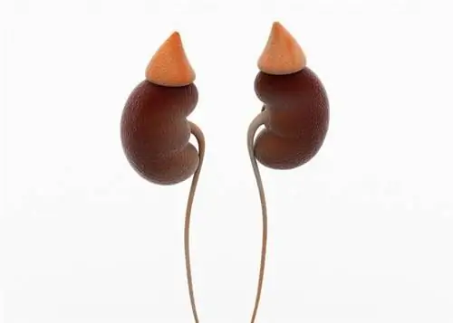 Врожденная гиперплазия надпочечников: причины, симптомы, лечение