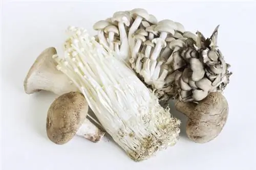 МИКОТЕРАПИЯ (лечение грибами) - что это такое? Какие грибы лечат?