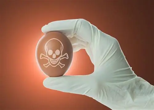 Зараженные яйца. Опасен ли фипронил в яйцах?