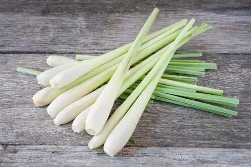 Лемонграсс