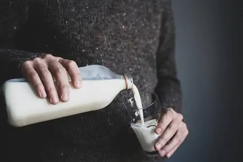 Камни в желчном пузыре. Все начинается с непереносимости молока и шоколада