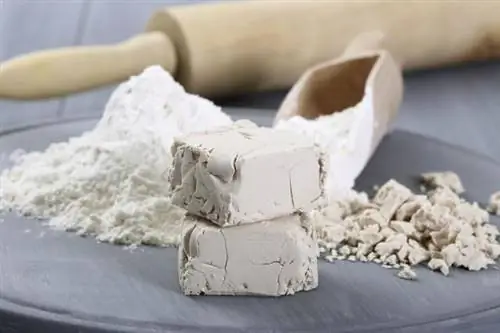 Свойства дрожжей. Здоровы ли дрожжи?