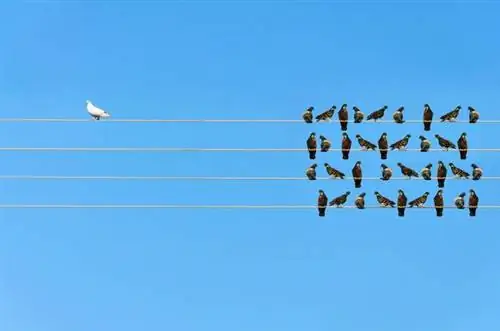 Ксенофобия, или неприязнь к незнакомцам. Ксенофобия в Польше