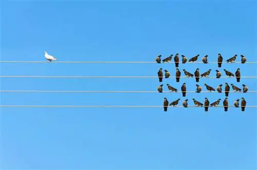 Ксенофобия: что это такое и как проявляется? Ксенофобия в Польше