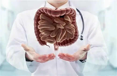 Проктология: чем занимается проктолог?