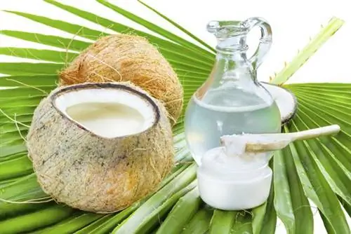 Полезно ли кокосовое масло? Узнайте его свойства