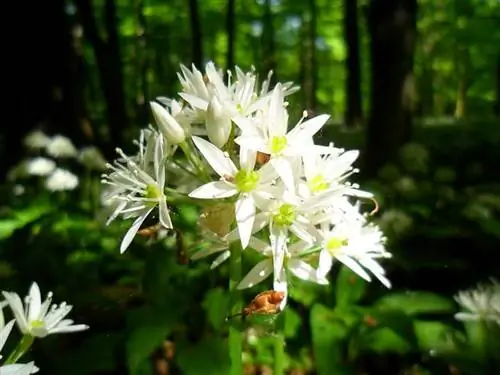 Медвежий чеснок - свойства и применение медвежьего чеснока
