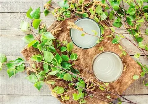 Очищение организма березовым соком