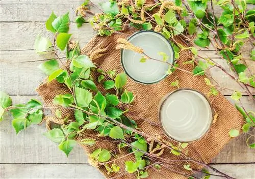 Детокс тела с березовым соком? Ознакомьтесь с нашим рецептом очищающей процедуры