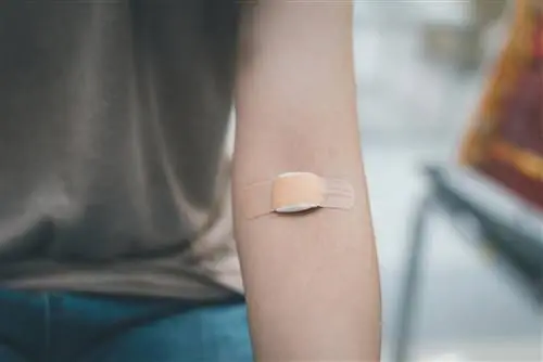 Анализ крови - с мазком или без? Нормы и результаты морфологии