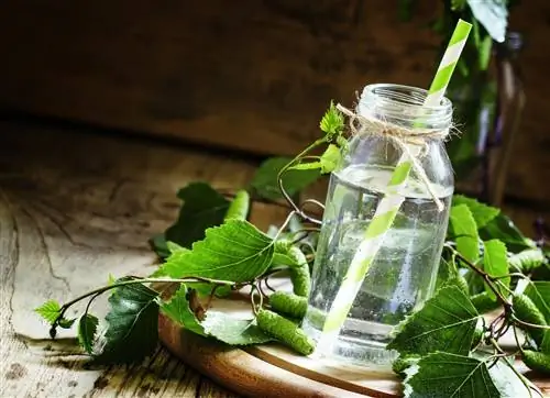 Березовый сок известен своими противораковыми свойствами. Откройте для себя все его преимущества