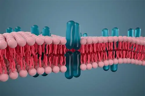 Фосфолипиды - функции, источники питания, действие