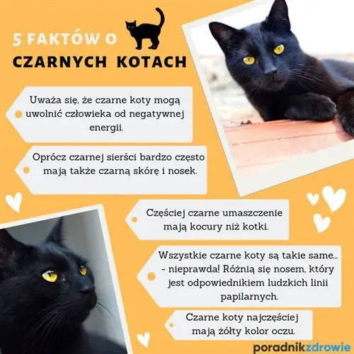 Черные коты