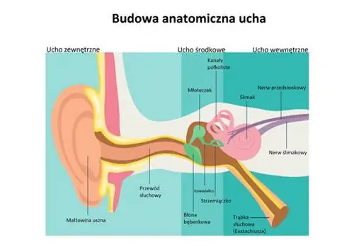 Анатомическое строение уха