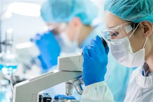 Исследование: Омикрон в значительной степени устойчив к существующим в настоящее время антителам