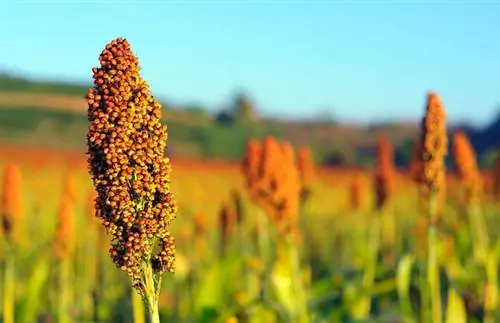 Сорго: свойства и пищевая ценность. Кулинарное использование сорго