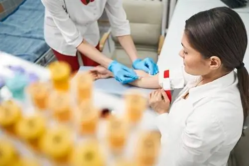 Медсестра берет кровь у женщины.