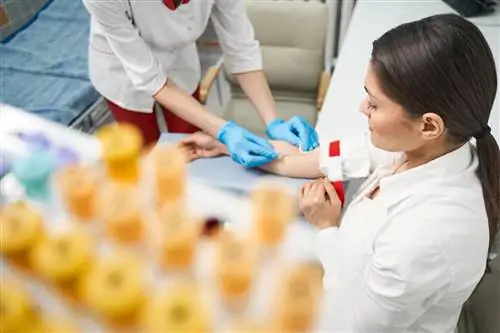 Тромбоциты (ПЛТ, тромбоциты): нормы и расшифровка результата