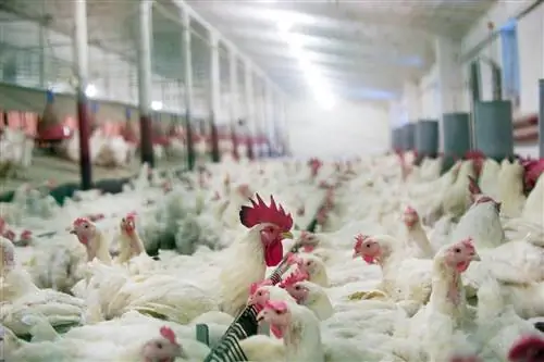 Опять бушует птичий грипп. Нам есть чего бояться?