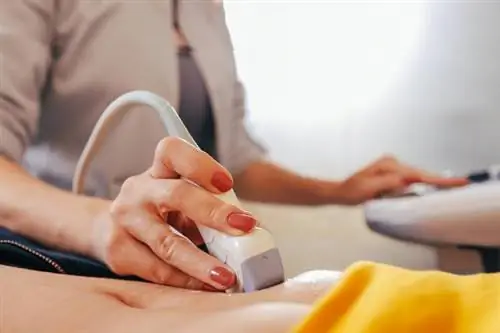 УЗИ брюшной полости - исследование органов брюшной полости