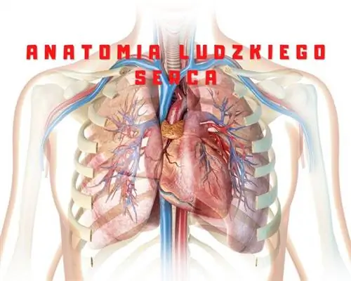 Анатомия человеческого сердца