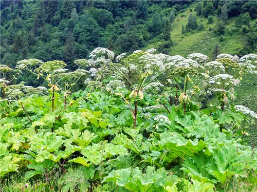 Сосновский борщ: как распознать? Как лечить ожоги борщом Сосновского?