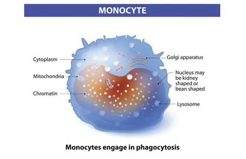 Моноциты (МОНО) - роль, норма, избыток и недостаток
