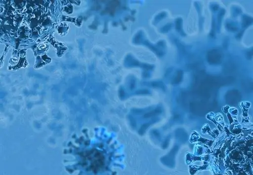 Кладбища закрыты! Премьер рассказал подробности