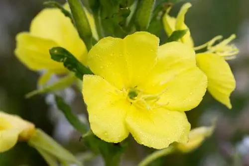 вечерняя примула