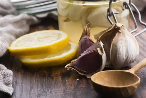 Чесночный сироп - природный антибиотик. Проверенный рецепт чесночного сиропа